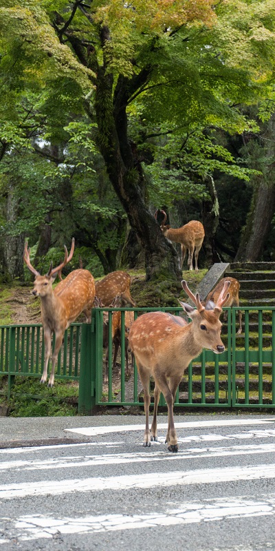 Deer - Untitled; Yoko ISHII