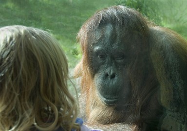 Max Thomson; Meeting of Minds; Auckland zoo. Only a layer of glass (see Orangutan's left arm) between
