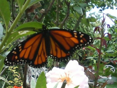 Katyanne Topping; Circle of life; A new Monarch butterfly that has just hatched from it's cocoon in my family garden
