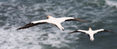  Gannets from Muriwai