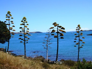 Elisa Tan; Odd trees; Overlooking Owhanake Bay, Waiheke