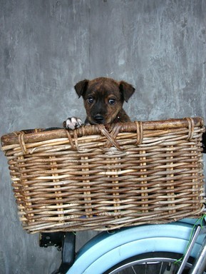 Martin Horspool; Hot dog in a basket