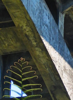 Robert Satterfield; O Tannenbaum?; Tree fern beneath Grafton Bridge
