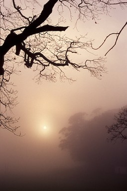 Marten Blumen; Misty Sunrise; A misty sunrise in the Domain, Auckland.