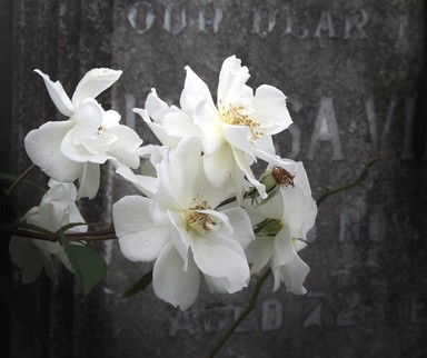 Sandrina Huish; Grafton Cemetery in May; A quiet walk in NZ history   peace & tranquility