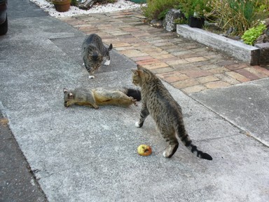 Kerri Walker; onlygoodpossumisadeadone; cats checking out a trapped dead possum that had been tormenting us for weeks in Beach haven.