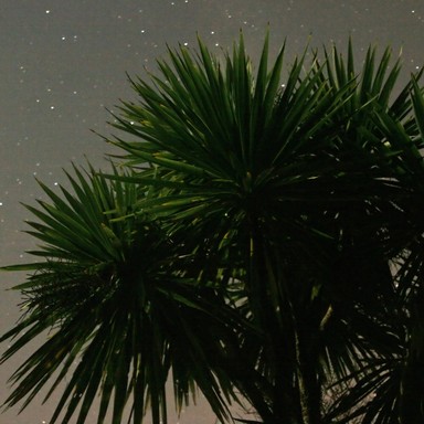 Kennedy Speirs; Cabbage trees at night; Titirangi cabbage trees at midnight