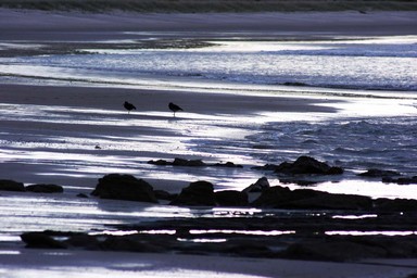 Annie Irving; Birds on the beach; Taken at a beach near Matakana