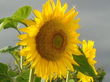 Trisha Thompson; sparkle Sunflowers; These are home grown sunflowers from Pukekohe