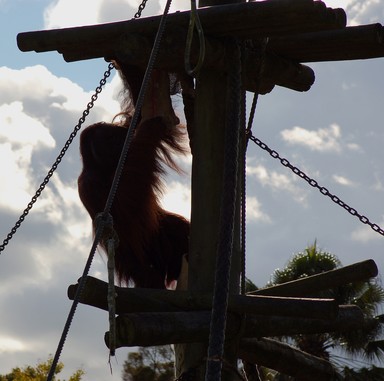 Steve Beguely; Wild Man; Orang Utan at Auckland Zoo on a windy day