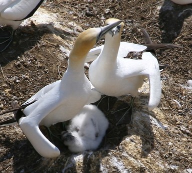 Hank Westerdaal; Pleasd with the result; Gannet family at Muriwai
