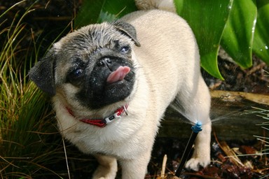 Jerry Zinn; Cooling off; my clever pug Bella