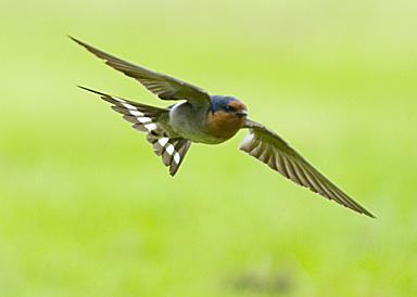 John Ling;Spring birds Swallow;In some Asian countries, swallow is the bird of spring. They come back nesting and flying around after the winter. Lucky for us, I believe that we can see them in Auckland all year around? But we can see them more in the spring as the breeding season.