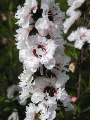 Amira Beadsmoore; Kanuka Spring blossom