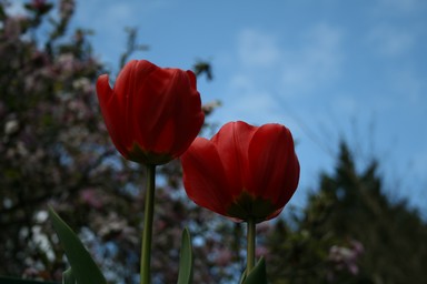 Linda Thorne;Tulips;Tulips taken at Eden Garden