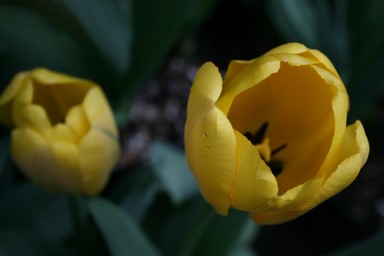 Linda Thorne; Spring Tulips; Taken at Eden Garden in September