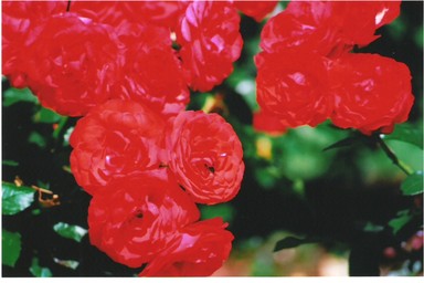 Elle Jackson Cohen;Red roses
