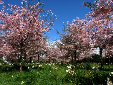 Jolene;blossoms;taken at the Auckland Botanic Gardens