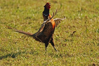 Steve Harper;Pheasant; Crowing in Cornwall Park
