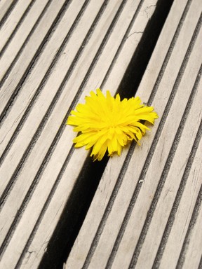  A Flower In The Woodwork
