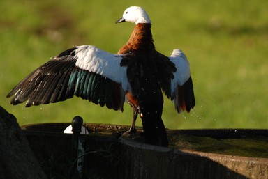  Paradise Shelduck female stretching after bath at Cornwall Park