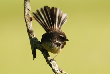  Cornwall Park birdy friend