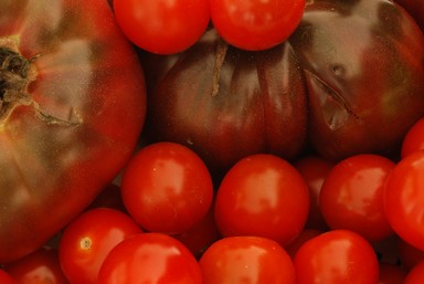 Steve Harper;Tomatoes;Fresh Organic