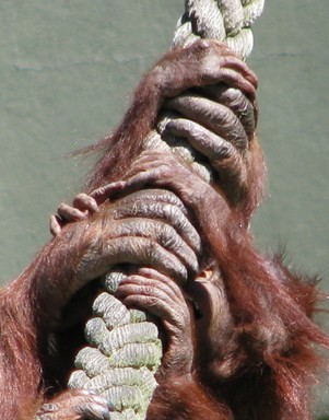 Jerry Zinn;HANDS ON.;TAKEN AT AUCKLAND ZOO WITH A FOCAL LENGTH OT 1728MM (35MM EQIV ]