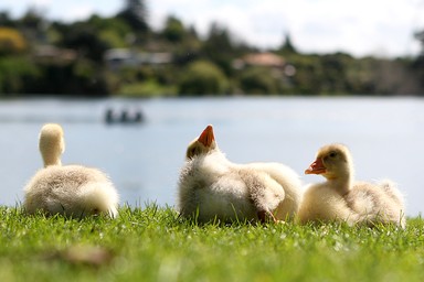 J Park; Ducklings