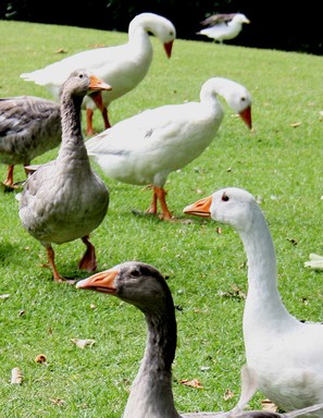 Annie Irving;'Who said you could take our picture?' ;These geese were looking for more bread scraps