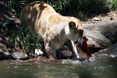 Annie Irving;Gotcha!; A lion's patience is rewarded with this fish catch