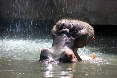 Annie Irving;Keeping cool; A hippo enjoys the waterfall on a hot Auckland day