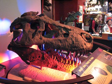 Andrew McColl;Sue's Skull; A cast of Sue the T Rex's skull outside her exhibit at the Auckland Museum.