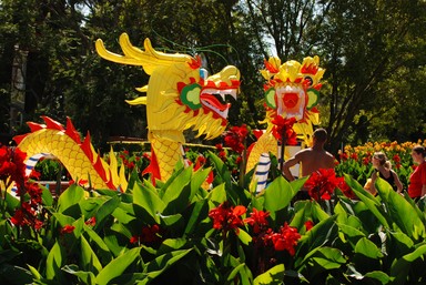 Steve Harper;Dragon Lillies;An annual display