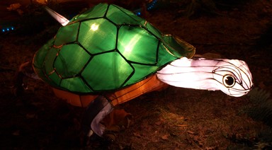 Haruna Suzuki;Long live the turtle;shot x 71 during lantern festival