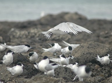 Sea Birds fishing Milford Beach