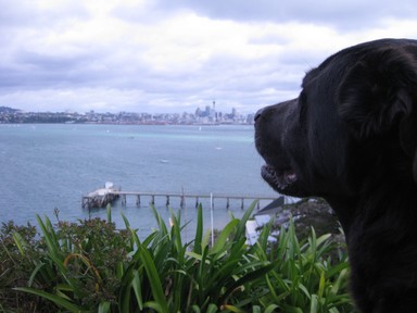 Allison Scott;A dogs view;Taken from North Head, Devonport, Auckland