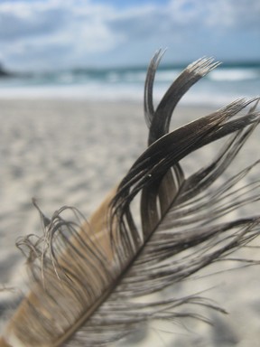 Allison Scott;Feather;Taken at Browns Bay Beach