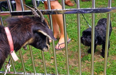 Goat and Dog stand off