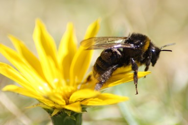  bumble bee at piha