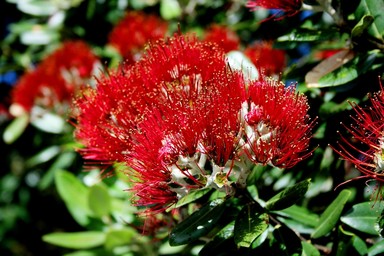 Lisette Lewis;Pohutukawa Bloom;The beautiful rich red of the Pohutukawa always says Summer in Auckland to me.