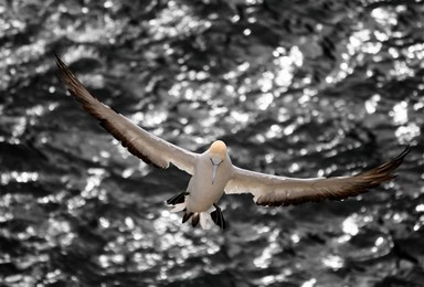 Steve Nicoll;Prepare For Landing; A different perspective on the Muriwai Gannets