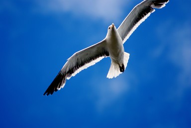 flight of a gull