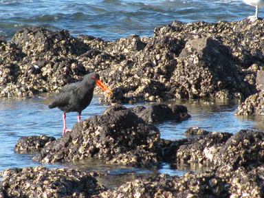 Oyster Catcher at Milford Beach