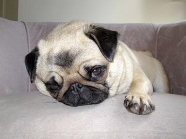 Jerry Zinn; Dreamy Pug; Tried to catch the relaxing look.