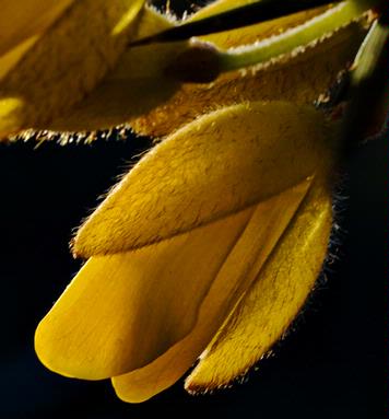 michael bajko; gorse flower; a golden spring