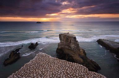  Sunset at Muriwai, overlooking the gannet colony.