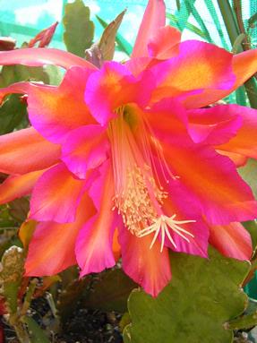 Judy Klaus;A show of colour ; cactic flower