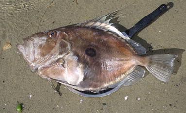 deb moncur; fish to fry;yum caught by my hubby 6lb john dory