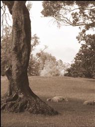 polly nash; hot sheep; at One Tree Hill Domain 2010